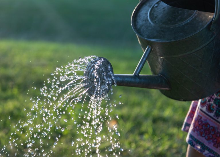 5 Proper Watering Techniques for Organic Gardens