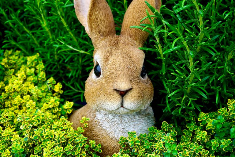 6 Deterrents For Deer and Rabbit To Protect Your Garden