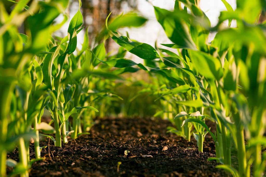 Organic Gardening, Soil, Water, and Pest Management